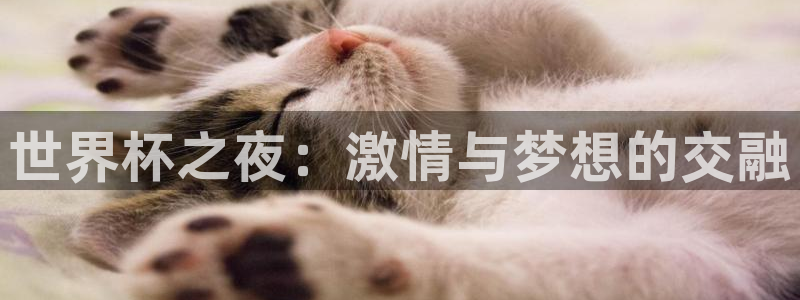 女足世界杯直播在线观看免费高清：世界杯之夜：激情与梦想的交融