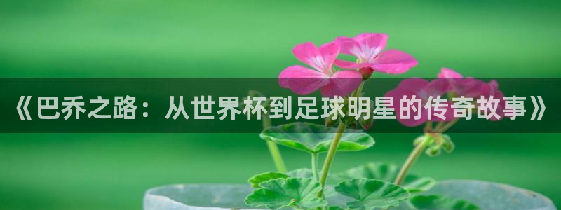 世界杯赛程表2026：《巴乔之路：从世界杯到足球明星的传奇故事》